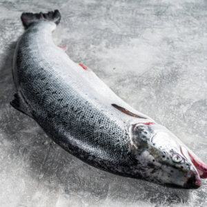 Atlantic salmon whole