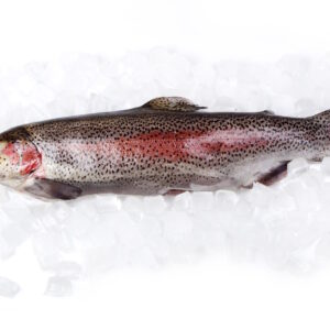 Frozen Trout HG - ORD
