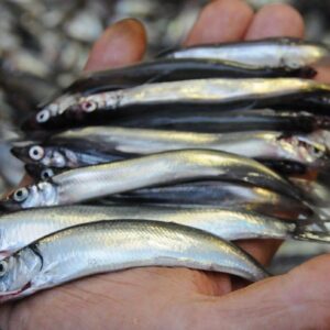 Frozen Whole Capelin