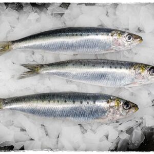 Frozen Whole Sardinops sagax